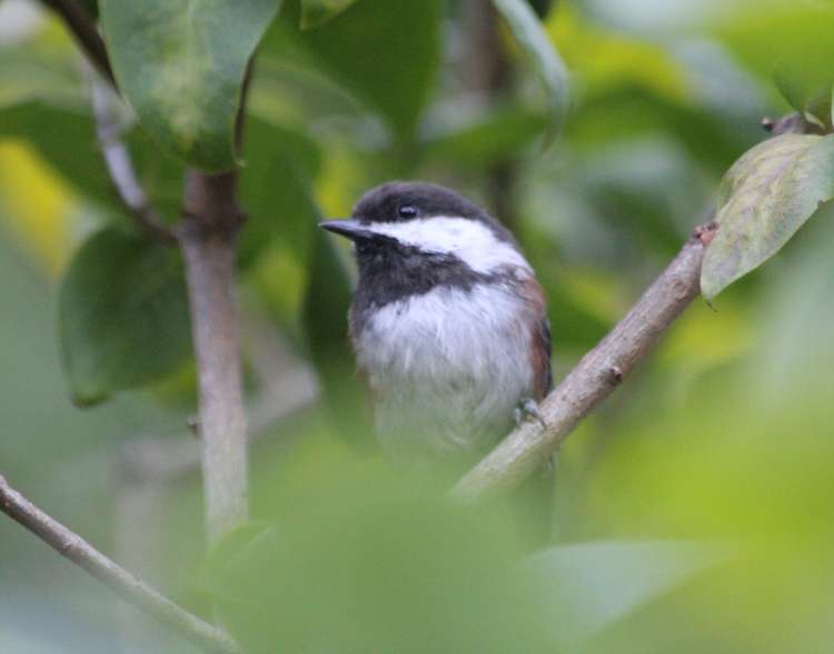 Boreal Chickadee